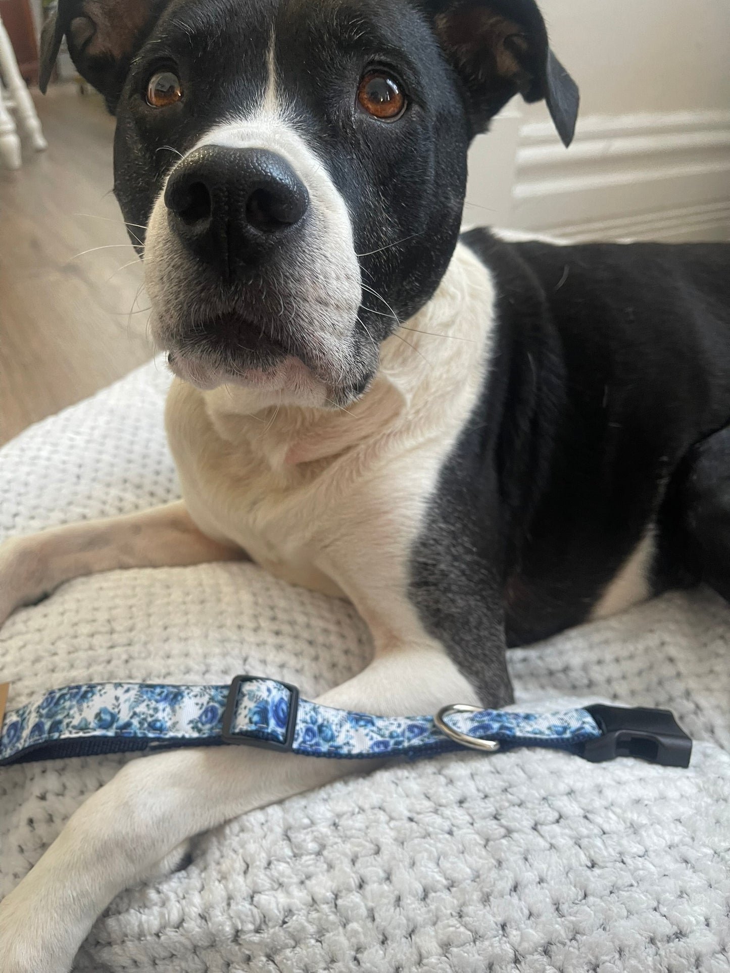 Blue Floral Collar & Leash