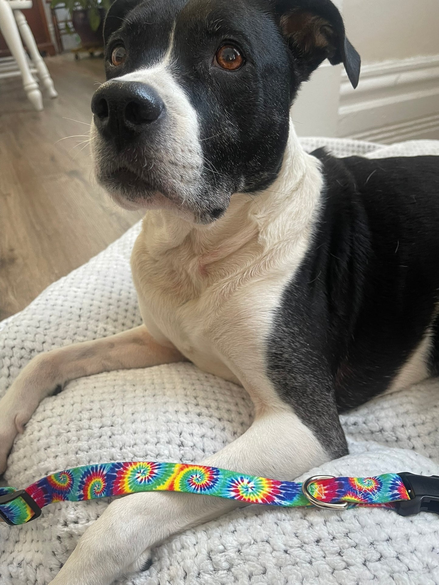 Tye-Dye Collar & Leash
