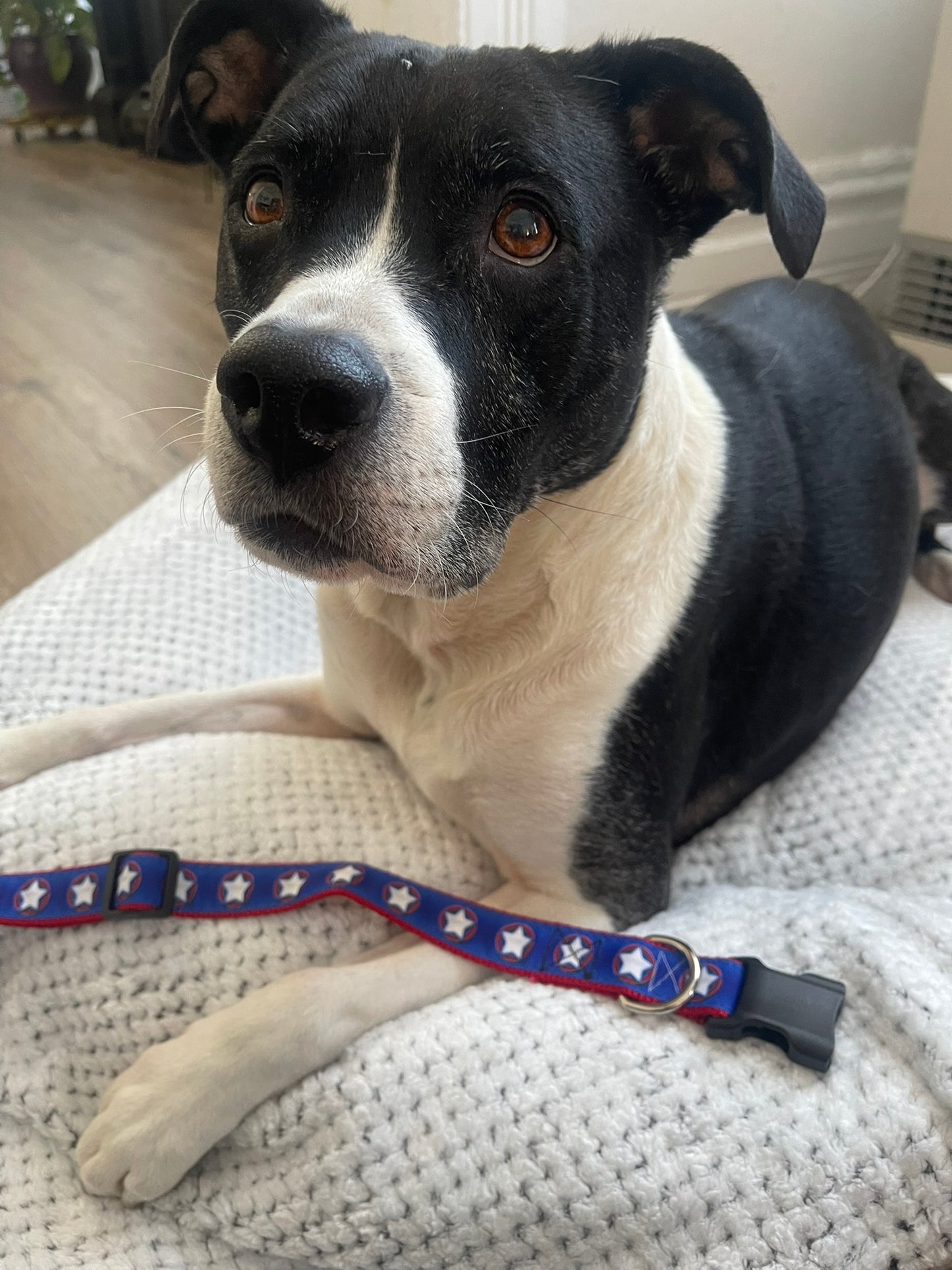 Star Spangled Collar & Leash