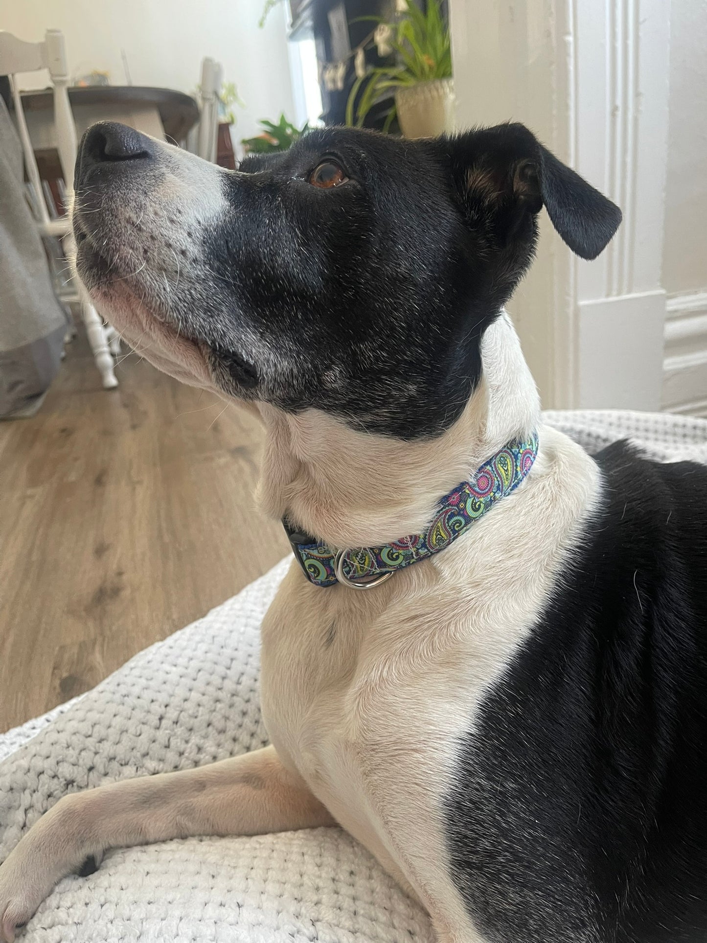 Blue Paisley Collar & Leash