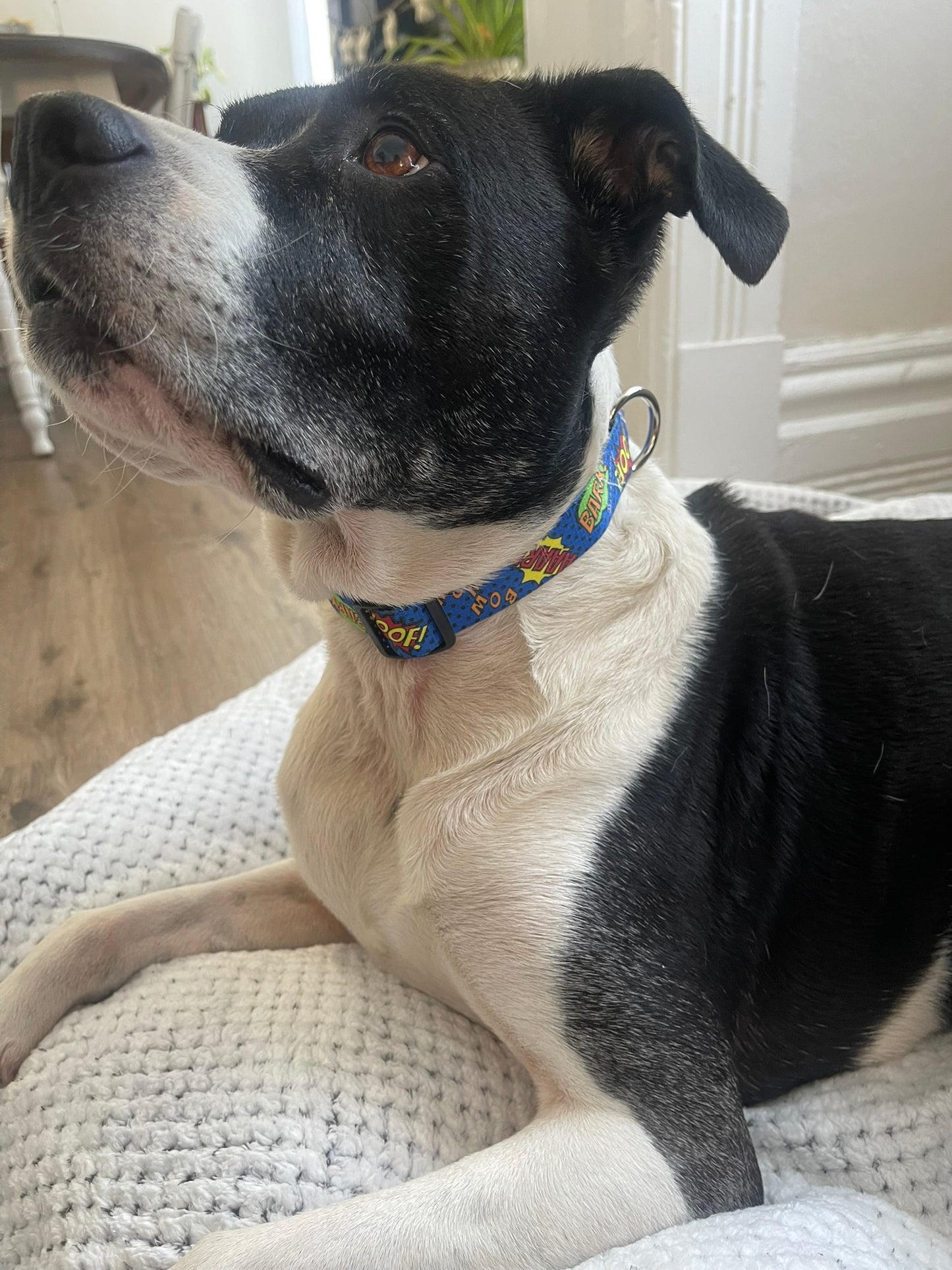 Comic Book Collar & Leash