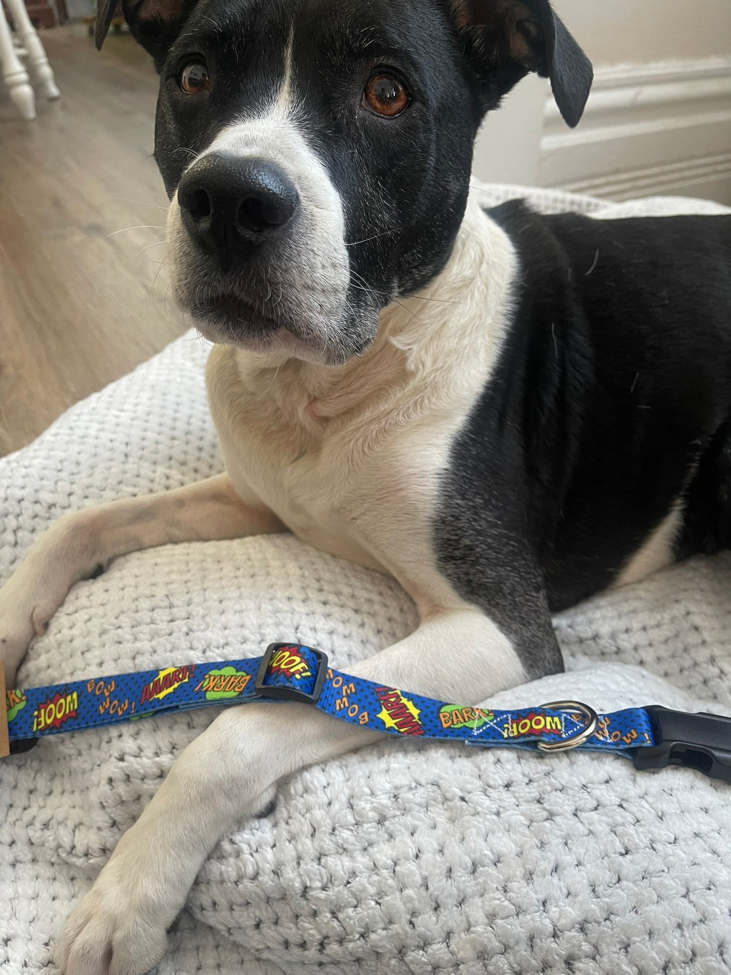 Comic Book Collar & Leash