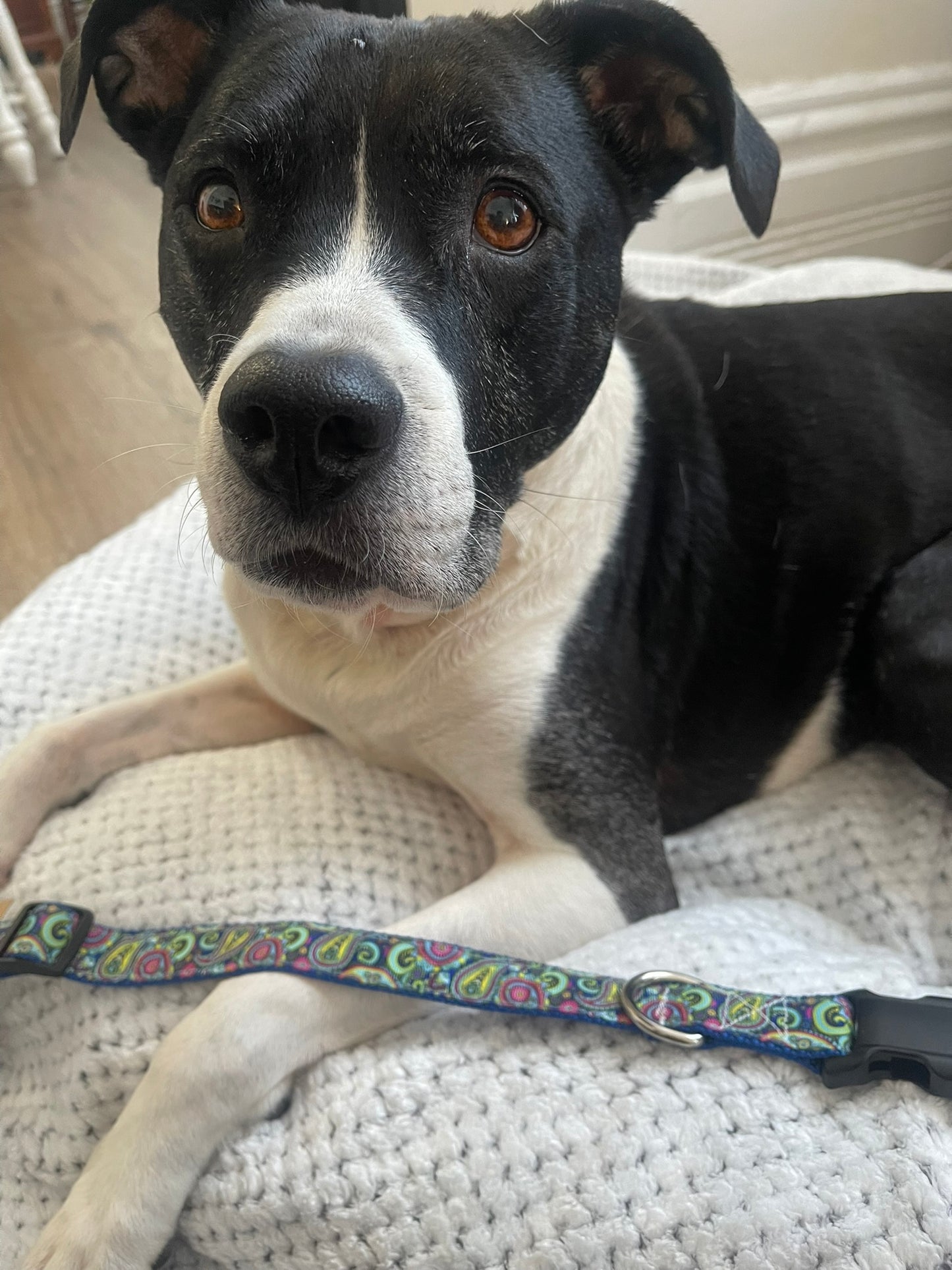 Blue Paisley Collar & Leash