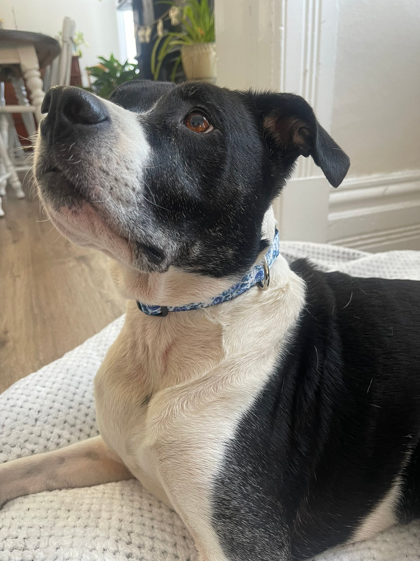 Blue Floral Collar & Leash