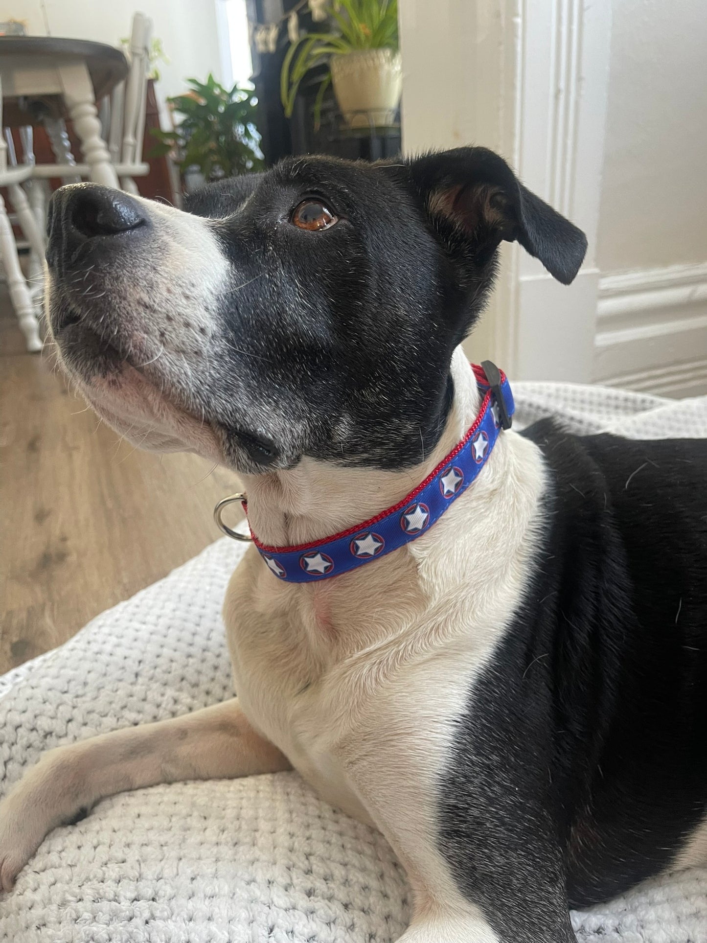 Star Spangled Collar & Leash