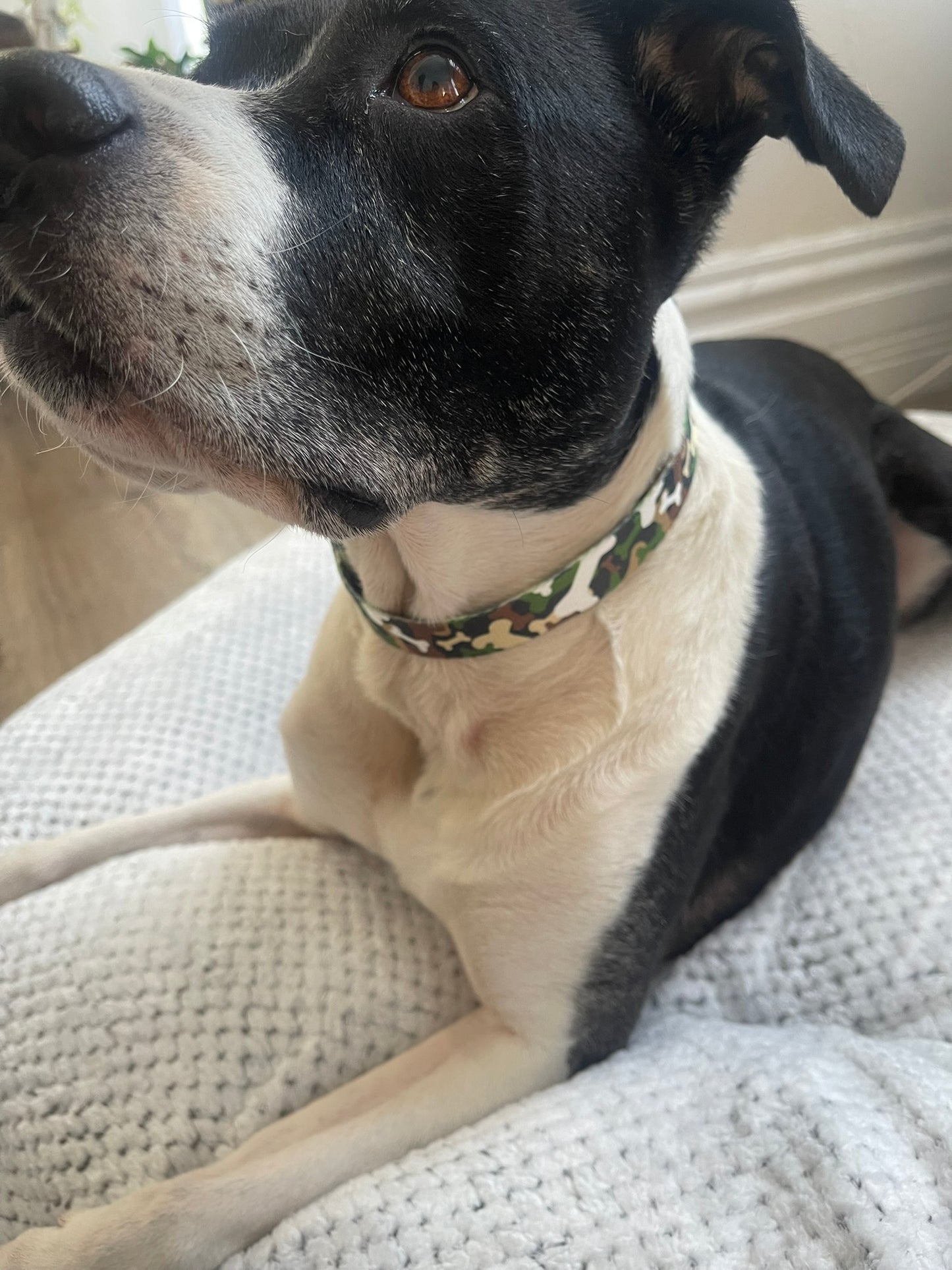 Camo Bones Collar & Leash