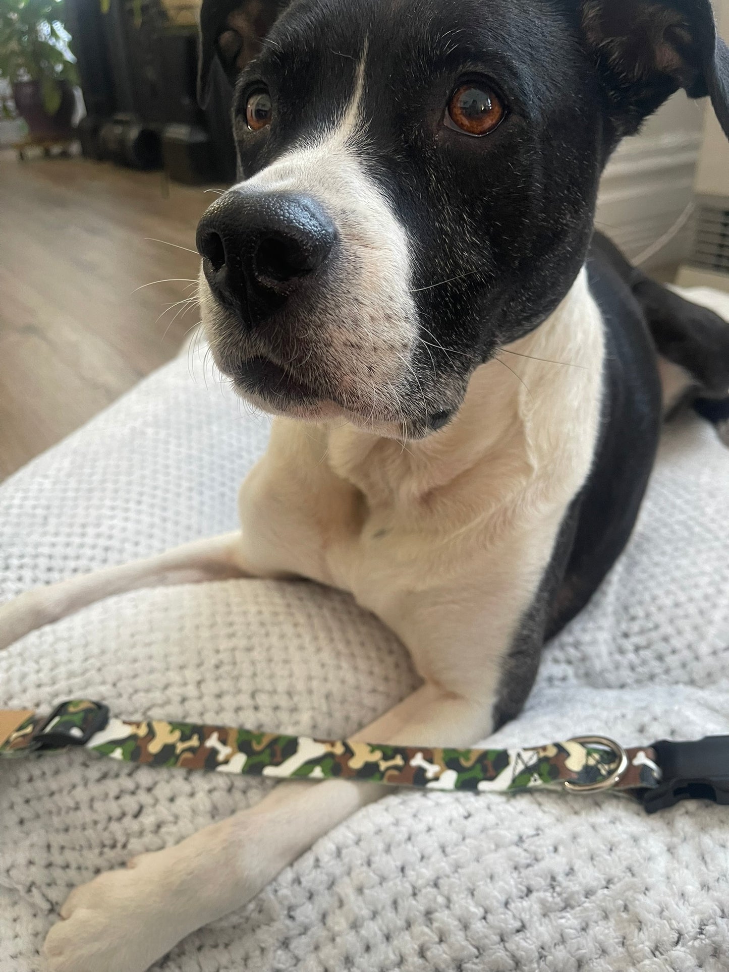 Camo Bones Collar & Leash