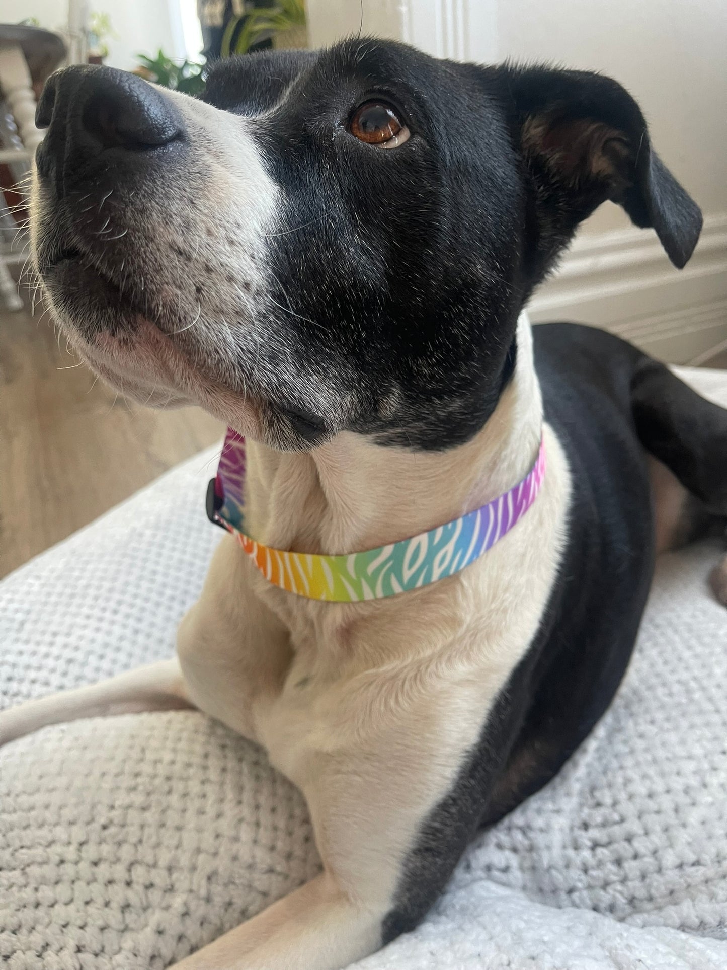 Zebra Colors! Collar & Leash