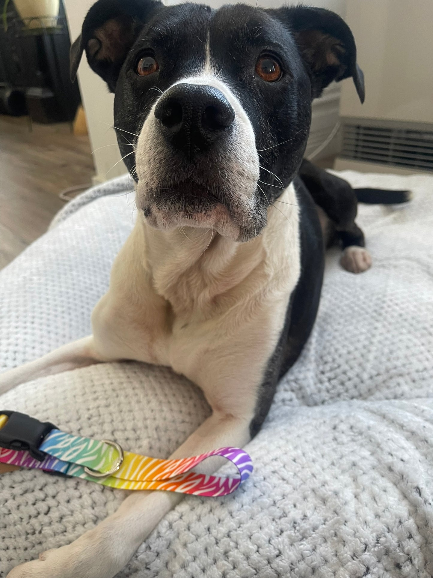 Zebra Colors! Collar & Leash