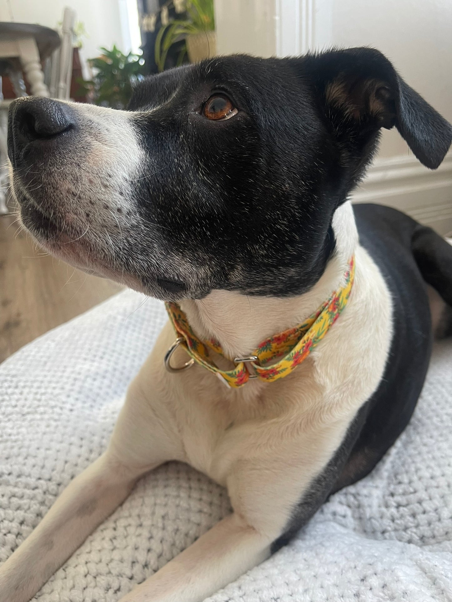 Yellow floral Collar & Leash