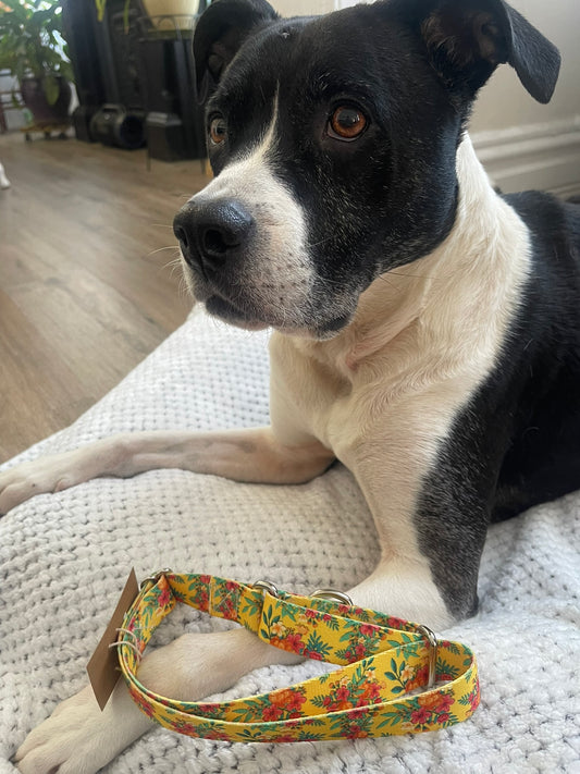 Yellow floral Collar & Leash